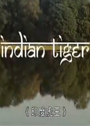 印度虎王(Indian Tiger)