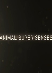 动物超能力(Animal Super Senses)