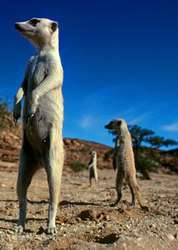 小狐獴荒漠求生(Namib Meerkats)