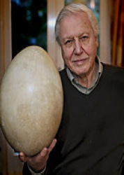 巨蛋寻根(Attenborough and the Giant Egg)