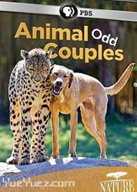 动物一家亲(Animal Odd Couples)