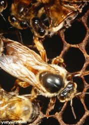 蜂之后(Killer Bees of Africa)