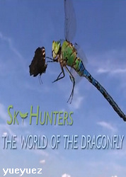 小蜻蜓．大世界(The World of Dragonfly)