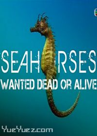 救救小海马(Seahorses Wanted Dead or Alive)