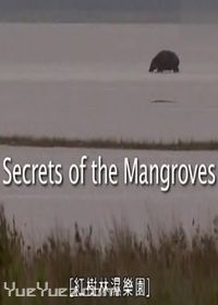 红树林湿乐园(Secrets of the Mangroves)