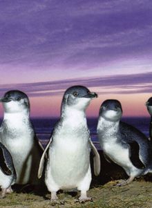 趣緻小企鹅(We Love Penguins)