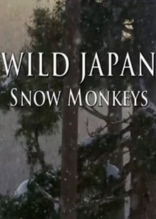 雪地灵猴