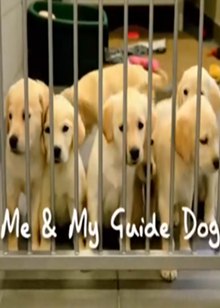 导盲犬与我(Me & My Guide Dog)
