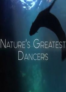 动物狂舞派(Nature s Greatest Dancers)