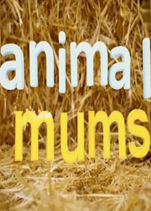 动物妈妈(Animal Mums)